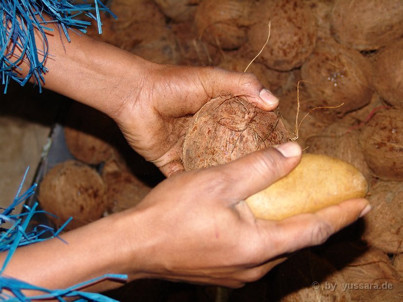 Das Highlight, traditionelles Kokosnuss öffnen zur Begrüßung ihrer Gäste (13)